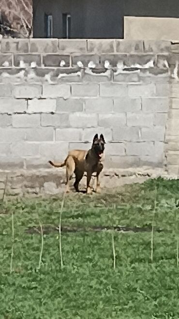 приму в дар собаку: Бельгийская овчарка (малинуа) - Активная и выносливая служебная