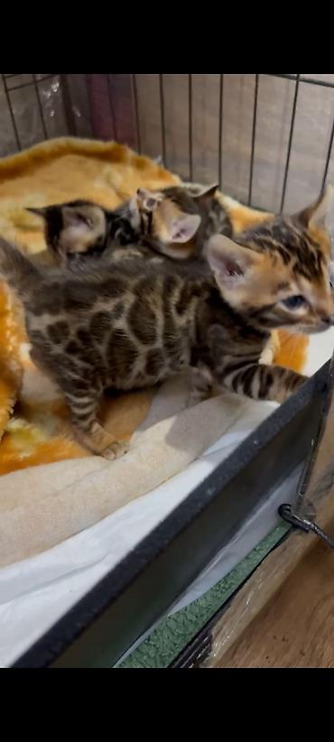 Продажа кошек: Бенгальская, 1 месяц, Мальчик, Шоколадный, Приучена к лотку, Проглистована, С документами — 10