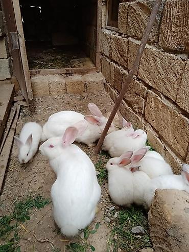 super alabay kl type 1: Ağ rəngli ev dovşanları – iri və sağlam nəsil - Rəng: tam ağ, çəhrayı — 1