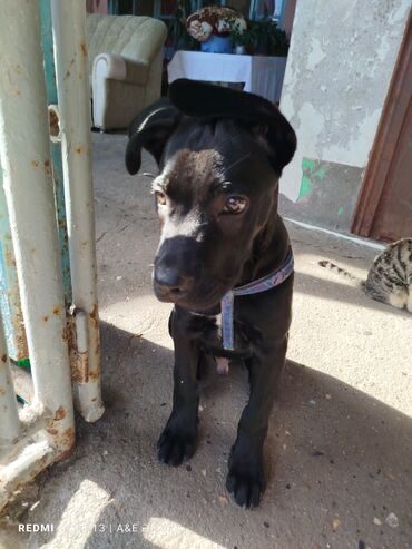 çoban iti satılır: Kane-Korso, 3 ay, Erkek, Ünvandan götürmə