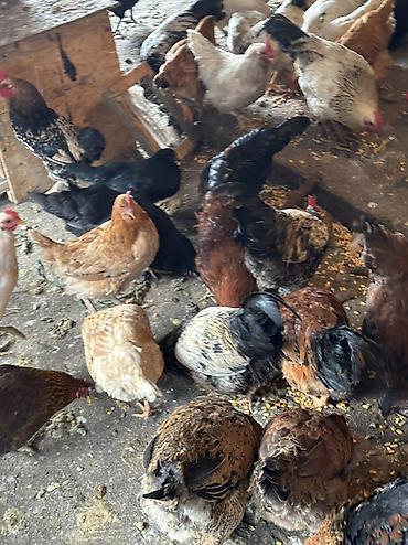 Птицы: Домашние куры — 9