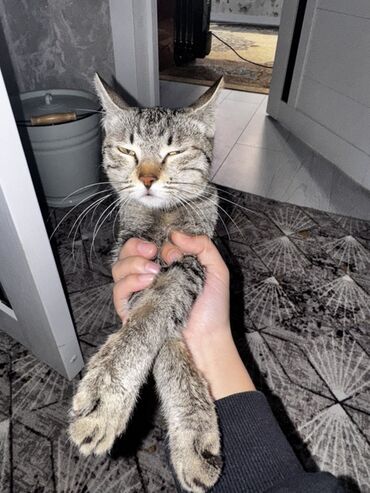 британская плюшевая кошка: Предлагаются к усыновлению милые котята. Серый полосатый котенок с