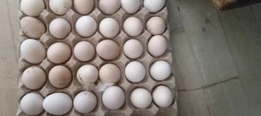 ucuz yumurta: Serebris mayalı yumurta 0.50 qəp