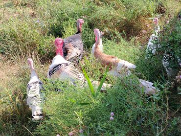 Коровы, быки: Hinduskalar satılır qiymət yaşına və erkey disiliyine görə dəyişir