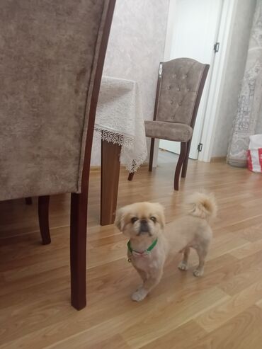 İtlər: Pekines, 2 il, Erkek, Cütləşmə üçün