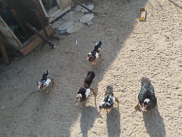 bala ordək: Muscovy ördəkləri – qarışıq rəngli bala və gənc fərdlər - Cins — 1