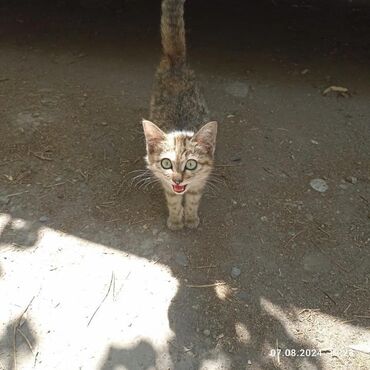 котенок шотландец купить: Я маленький котенок- девочка. Меня выкинули на улицу. Живу под