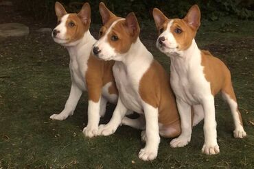 kuce sa dugim usima: BASENJI štenci BASENJI štenci od uvezenih roditelja, koji su u našem