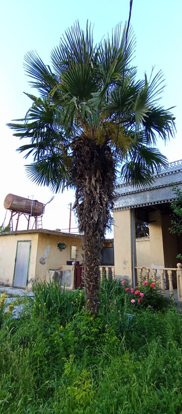 elektrik kabel satışı: 4 ədəd palma ağacı satılır ünvan saatlı rayonudur. əlaqə üçün