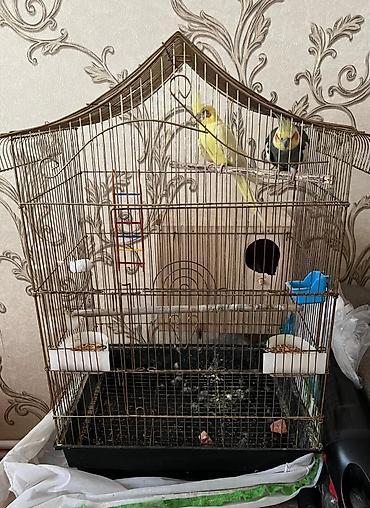 ucuz quslar: Nimfa (Cockatiel) cütü və qəfəs dəsti Məhsulun tərkibi: - 2 ədəd — 2