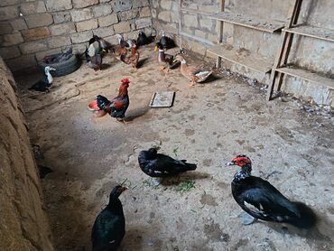 Ördəklər: Satılır: ördək və toyuq/quzuqoyun qarışıq həyət quşları - Növlər — 8