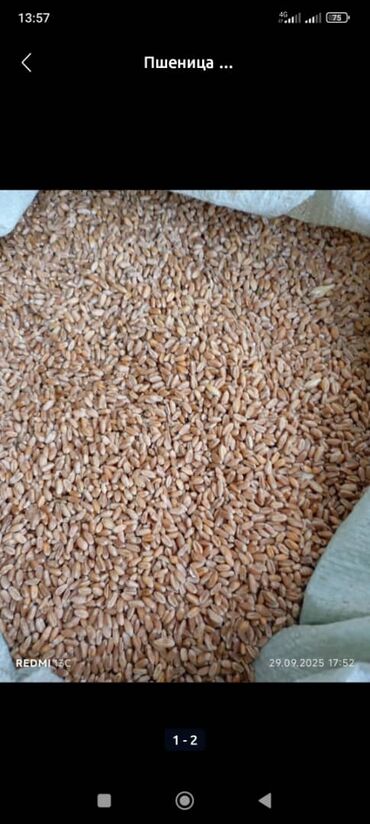 каракол крават: Пшеница (зерно) - Цельное зерно пшеницы, ровное по размеру, очищенное