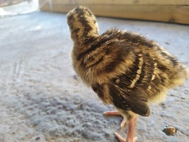 птица ферма: Цыплята индюка бронза Россия средний крос 7 дней 450 сом оптом