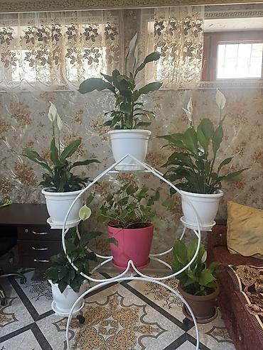 taxta dibçək: Ağ metal çiçək stendi - Material: möhkəm metal, toz boyalı ağ rəng - — 1