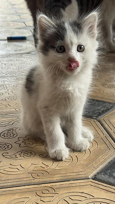ищу котят: Беспородная, 2 месяца, Мальчик, Биколор, Приучена к лотку — 1