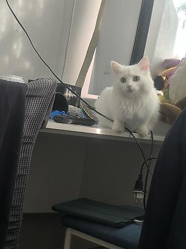 Продажа кошек: Белоснежная пушистая кошка с длинной шелковистой шерстью и густым — 3