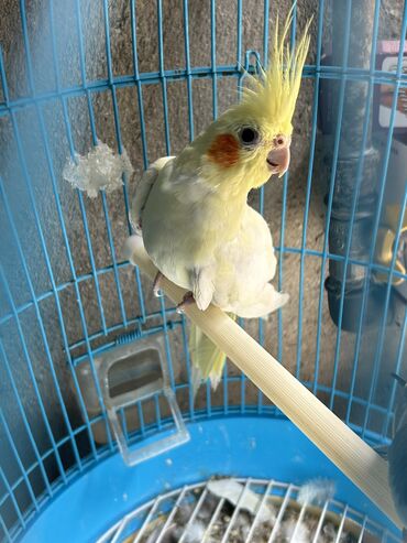 попугай корелла: Korella dişi olmalıdı qiymət sondu