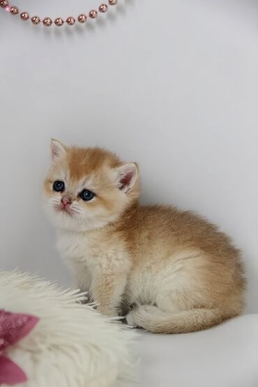 Продажа кошек: Британская короткошёрстная, 1 месяц, Мальчик, Золотая шиншилла — 10