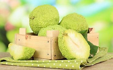 decije stolice za dvoriste: Maklura pomifera brzorastuće drvo pogodno za živu neprohodnu — 2
