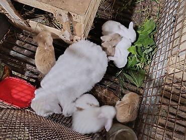 Gəmiricilər: Holland lop dovsanlarina endirim 15 manat.yerli dovsanlar tek tek 6 — 9