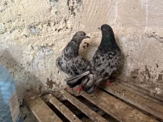 Göyərçinlər: Başlıq: Təcili 19 ədəd Təmiz Ebrəş satılır. Bir yuvanın Təsvir: - 19 — 9