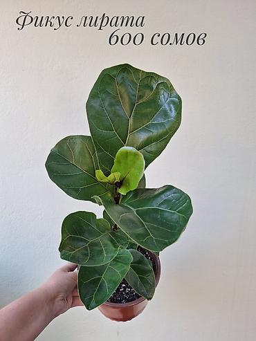 фикусы: 🌿 В продаже фикусы разных сортов (детки/молодыерастения). 💚 Названия — 2