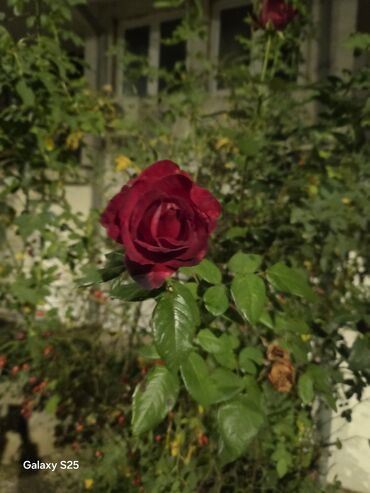 Aksesoari za kosu: Ukrasni leptir šnala – roze - Dekorativni leptir u intenzivnoj roze — 7