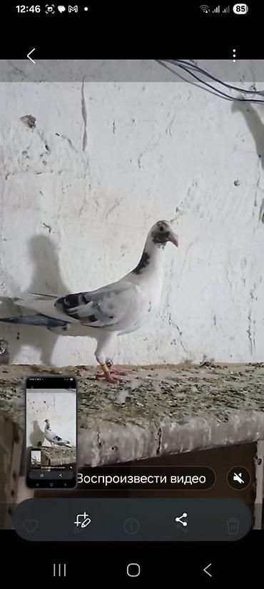 Göyərçinlər: 🐦 Uzaq Məsafəyə Uçan Göyərçinlər Satılır! 2 ədəd erkək göyərçin — 1