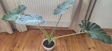 yaz gulleri sekilleri: Alocasia Regal shield. Yarpağı 2 el böyüklüyündedir. Bazar günü metro — 1