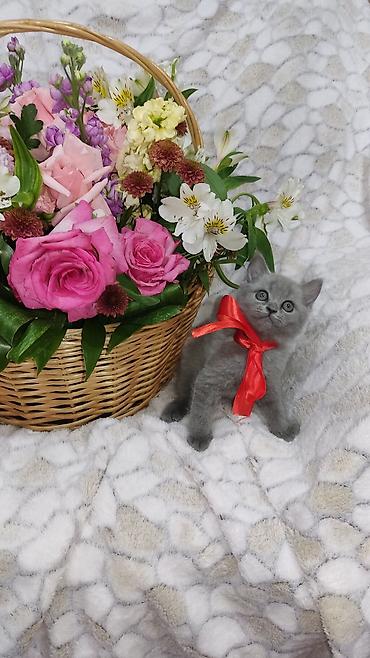 Pişiklər: Britan, Dişi, Pulsuz çatdırılma -da lalafo.az — 2 Pişiklər: Britan, Dişi, Pulsuz çatdırılma — 2