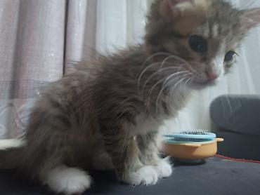 котёнок токмок: 2 месяца, Мальчик, Приучена к лотку — 2