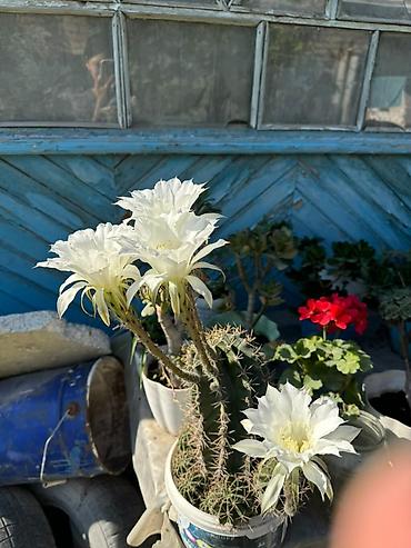 петуния цветы: Комнатные и садовые растения в горшках - Цветущая герань (пеларгония) — 10
