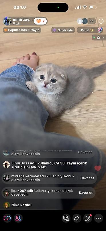 Кошки: Шотландская вислоухая — 6