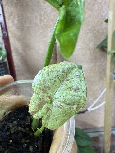 Диффенбахии: Комнатные растения 1) Диффенбахия — по 350 каждый - Вечнозелёное — 10