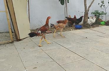 toyug cucə: Toyuq cücələri, Damazlıq — 3