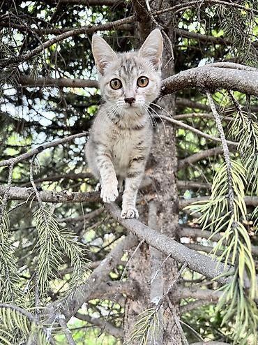 котята черные: 2 месяца, Девочка — 7