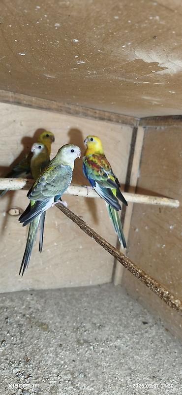 Попугаи: Pepci balalar öz quşlarmın balasıdı sağlam problemsiz toxumlu — 3
