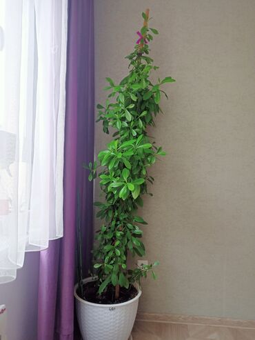 экзотические растения: Другие комнатные растения