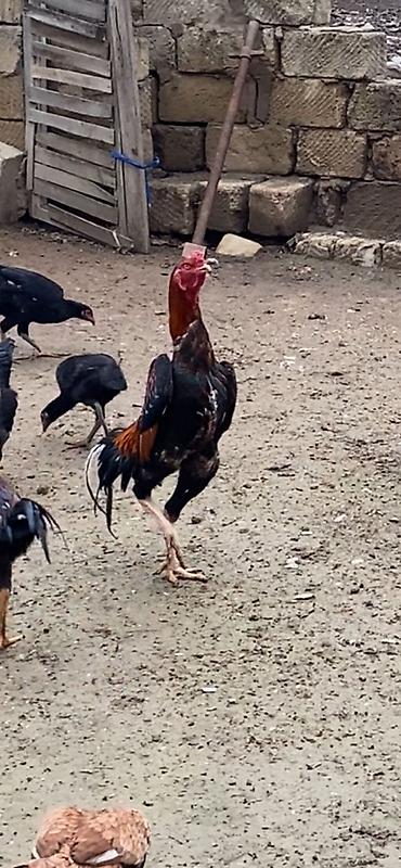 brama cucə: Xoruz, Heyratı, il: 2, Ünvandan götürmə, Ödənişli çatdırılma — 2