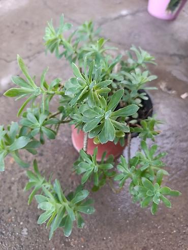 Продаю красивый большой суккулент 🌿 Пышное, хорошо разросшееся