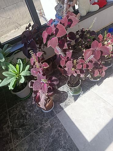 комтер: Колеус декоративно-лиственный (Plectranthus scutellarioides) в — 2