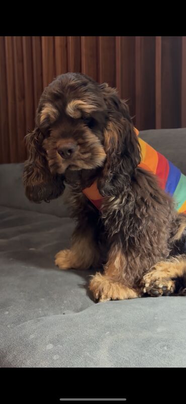 İtlər: Koker spaniyel, Erkek, Sənədli — 2