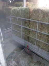 где купить кукурузу для попкорна в бишкеке: Продаю первый укосклевер разнотравия,,,есть 24 штук