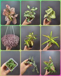 насос для полив: Комнатные растения, цветы (молодые растения, взрослые экземпляры). Не