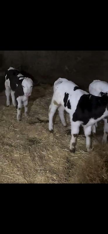 Dana, buzov: Satış üçün buzovlar - Növ: südlük/dana növü, qarışıq ləkəli rənglər — 3