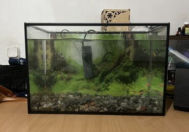 рыбы аквариумные: Аквориум 50 литр Филт 5 балыгы менен Филт и 5 рыб