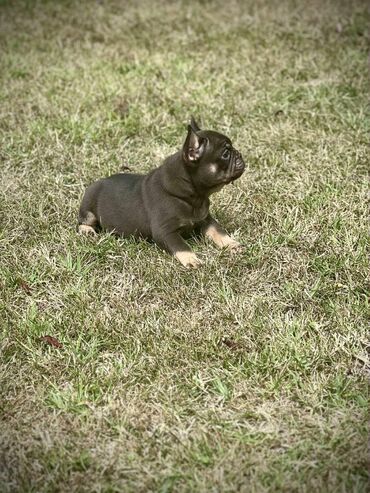 Psi: U ponudi imamo štenad egzotičnih boja, od kvalitetnih roditelja — 8