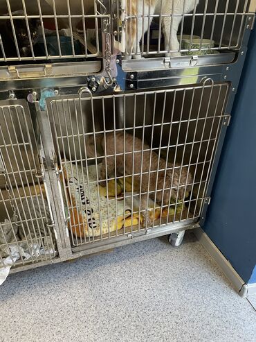 Услуги ветеринара: Ветеринарная клиника 🐱🐶🐏 Лечение домашних животных 🩹🩺 - Хирургическое — 6