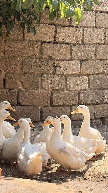 quru corek: Ağ rəngli ördəklər – təsərrüfat və həyət üçün - Cins: Ağ Pekin tipli — 2