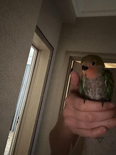 bulbul quşu satışı: Sevimli əlçimlik papuqay – sevgiquşu (lovebird) balası Əldə durur — 2